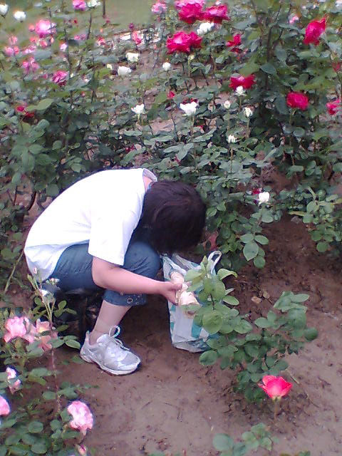 【2008/05/03】【碧沙岗清理白色污染活动总结】【煙の味道】