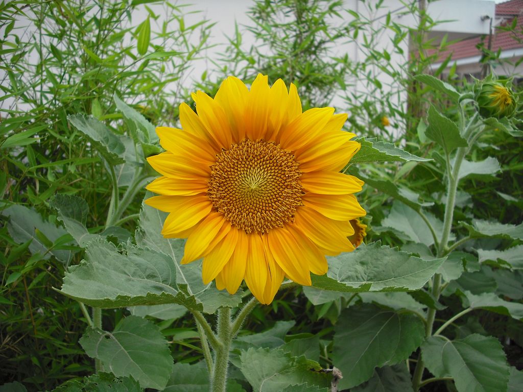 DSCF2409.JPG